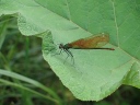 Demoiselle, libellule assez frêle aux ailes repliées verticalement au-dessus du corps au repos (<em>Calopteryx sp.</em>).

 [3276 views]