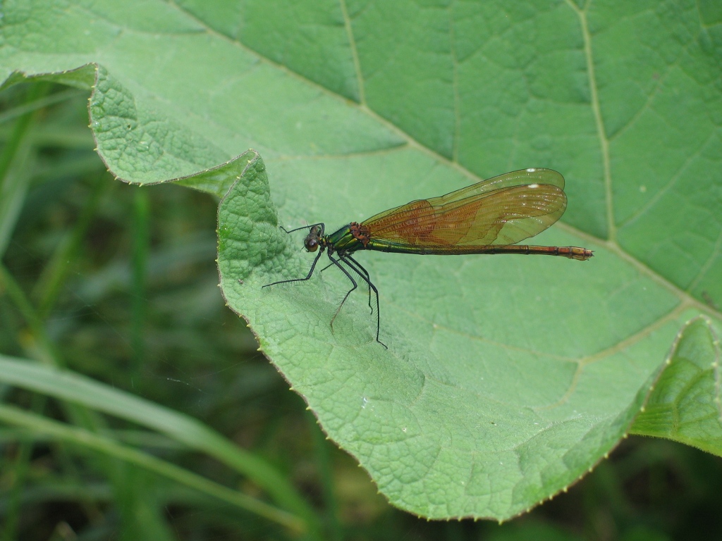 Demoiselle, libellule assez frêle aux ailes repliées verticalement au-dessus du corps au repos (<em>Calopteryx sp.</em>).

