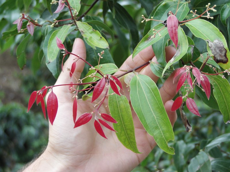 Cannelier (<i>Cinnamomum verum</i> ; famille des Lauraceae), détail. L'arbre mesure 3-4 mètres. Son écorce, particulièrement parfumée, se torsade en séchant et fournie la canelle.