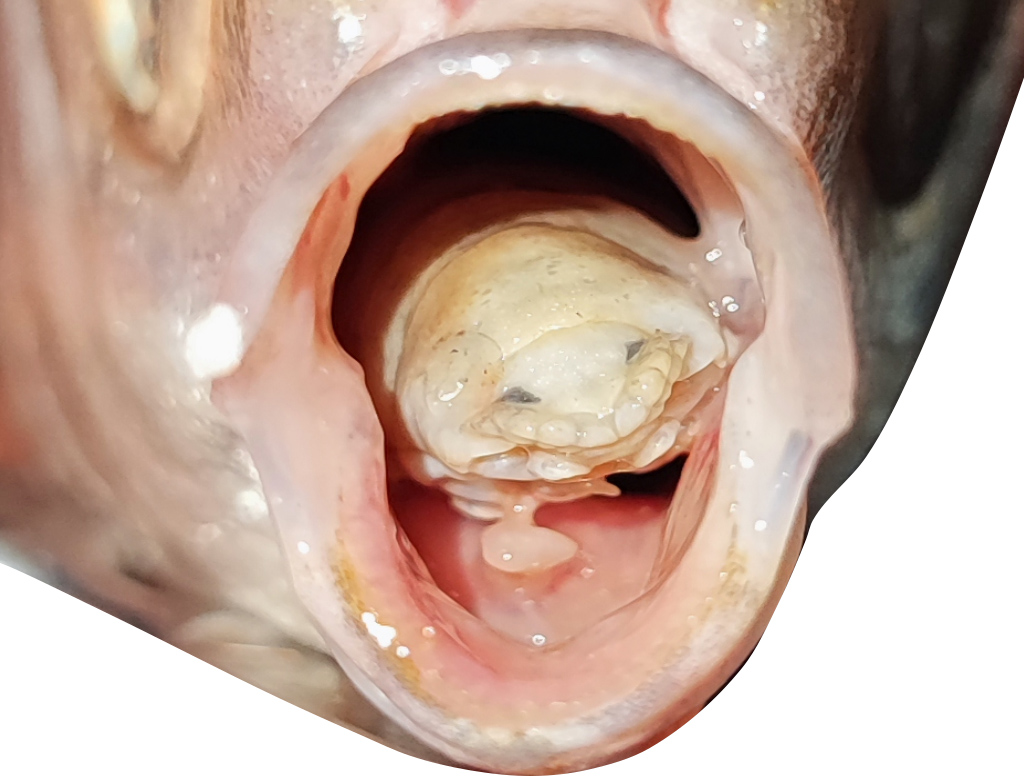 Le Cymothoidae <em>Ceratothoa oestroides</em> est un crustacé isopode qui parasite les poissons marins. Ici il s’agit d’une femelle de 35 mm fixée sur la langue d'une bogue (<em>Boops boops</em>). Le mâle, plus petit (13 mm) est fixé en arrière de la femelle. Cet ectoparasite se nourrit principalement de la langue et du sang de son hôte, mais aussi accessoirement de son mucus buccal. On remarque qu'il reste en place et remplace matériellement cette langue. Les parasites pénètrent par les branchies pour atteindre la langue, en se déplaçant et se fixant à l'aide de leurs griffes. Vue de face – <a href='https://phototheque.enseigne.ac-lyon.fr/photossql/photos.php?RollID=images&FrameID=ceratothoa2'>vue latérale après dissection</a>