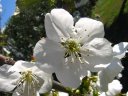 Fleur de cerisier (<i>Prunus cerasus</i>) pétales, étamines et pistil bien visibles. [30919 views]