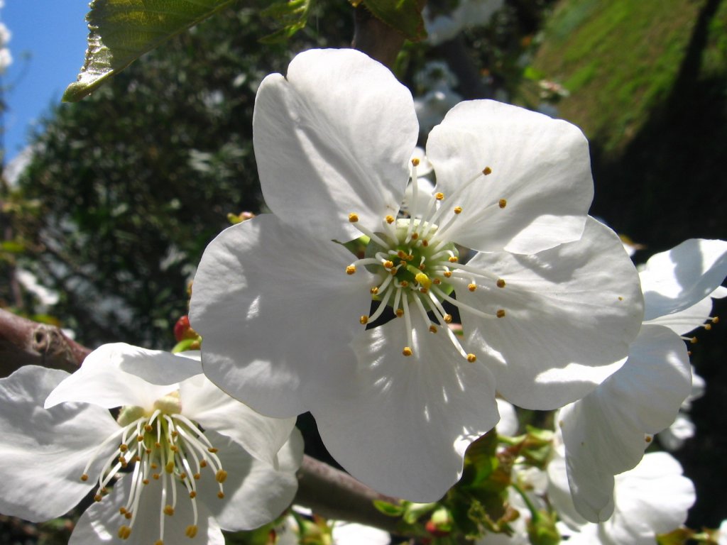 Fleur de cerisier (<i>Prunus cerasus</i>) pétales, étamines et pistil bien visibles.