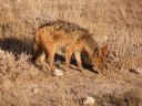 Chacal à chabraque (Mammifères, Carnivores, Canidés, <i>Canis mesomelas</i>). [7685 views]