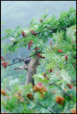 Chamois mâle (<em>Rupicapra rupicapra</em>) au nourrissage. [23401 views]