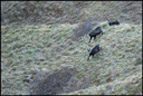 Chamois (<em>Rupicapra rupicapra</em> L.) en pelage d'hiver (fourrure à longs poils bruns foncés à noirs). Observés dans la vallée glaciaire de Chaudefour au Puy de Sancy. [4154 views]