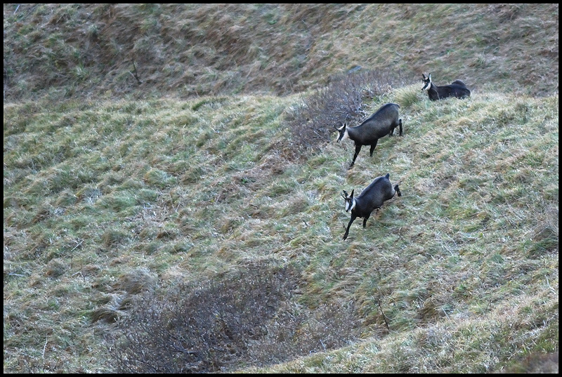 Chamois (<em>Rupicapra rupicapra</em> L.) en pelage d'hiver (fourrure à longs poils bruns foncés à noirs). Observés dans la vallée glaciaire de Chaudefour au Puy de Sancy.