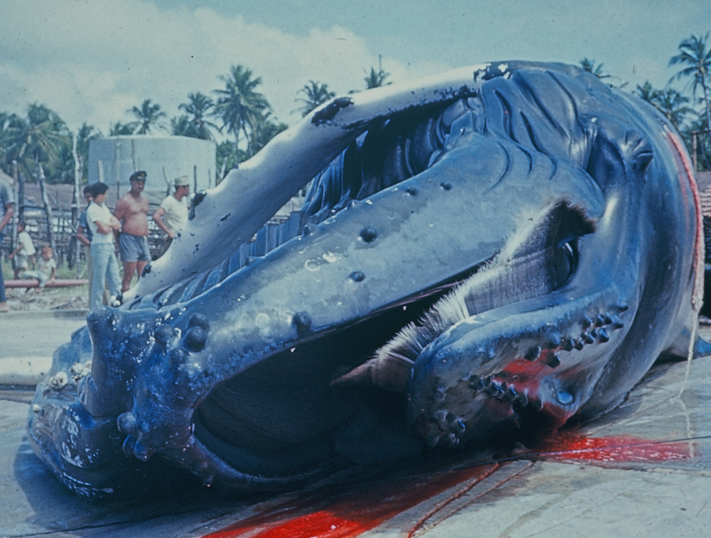 Baleine à bosse, mégaptère, jubarte (<em>Megaptera novaeangliae</em>) d'environ 12 m et 20 tonnes sur le plateau de découpe de la station baleinière de Cabédélo. Vue 1 – <a href='https://phototheque.enseigne.ac-lyon.fr/photossql/photos.php?RollID=images&FrameID=chasse_baleine2'>Vue 2</a>.