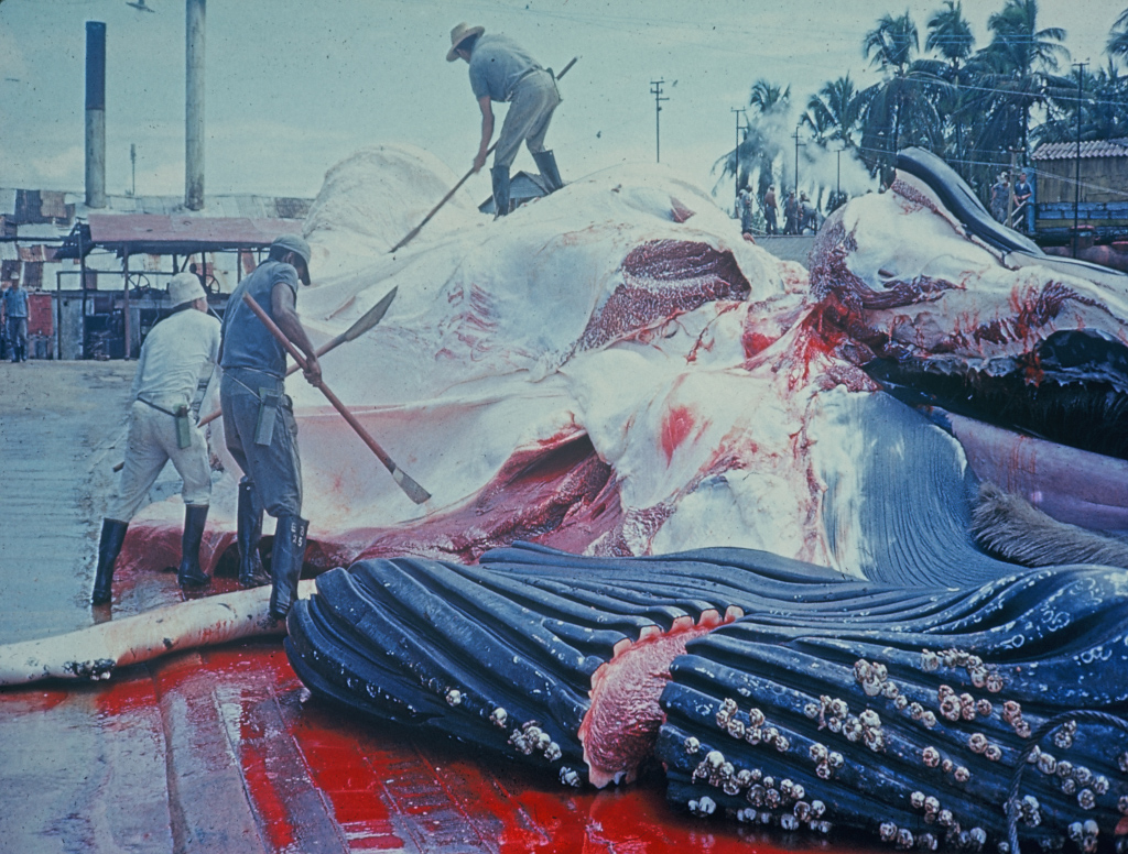 Baleine à bosse, mégaptère, jubarte (<em>Megaptera novaeangliae</em>) d'environ 12 m et 20 tonnes sur le plateau de découpe de la station baleinière de Cabédélo. En moins d'une heure, ce mégaptère d'environ 12 m et 20 tonnes était découpé, la graisse fondue en huile, le muscle découpé en cubes congelés ou séchés, et les bas morceaux et les os transformés en farine animale ou en cendres pour amender les cultures. <a href='https://phototheque.enseigne.ac-lyon.fr/photossql/photos.php?RollID=images&FrameID=chasse_baleine1'>Vue 1</a> – Vue 2.