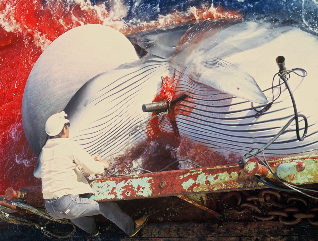 Chasse d'une baleine de Minke, petit rorqual à museau pointu par le baleinier Seiho-Maru fin 1970 au large de Cabédélo au NE du Brésil. Les baleines australes remontaient les côtes brésiliennes jusqu'au NE du Brésil pour s'y reproduire. Une station baleinière japonaise d'y était installé jusqu'en 1986 pour chasser les baleines et cachalots qui venaient se reproduire et mettre bas dans ces eaux chaudes proches de la côte. Les baleines une fois harponnées étaient saignées, gonflées d'air ce qui faisait ressortir la langue, le pénis et les fœtus, puis laissées à la dérive avec une radiobalise et récupérées en fin de journée. Vue 1 – <a href='https://phototheque.enseigne.ac-lyon.fr/photossql/photos.php?RollID=images&FrameID=chasse_baleine4'>Vue 2</a>.