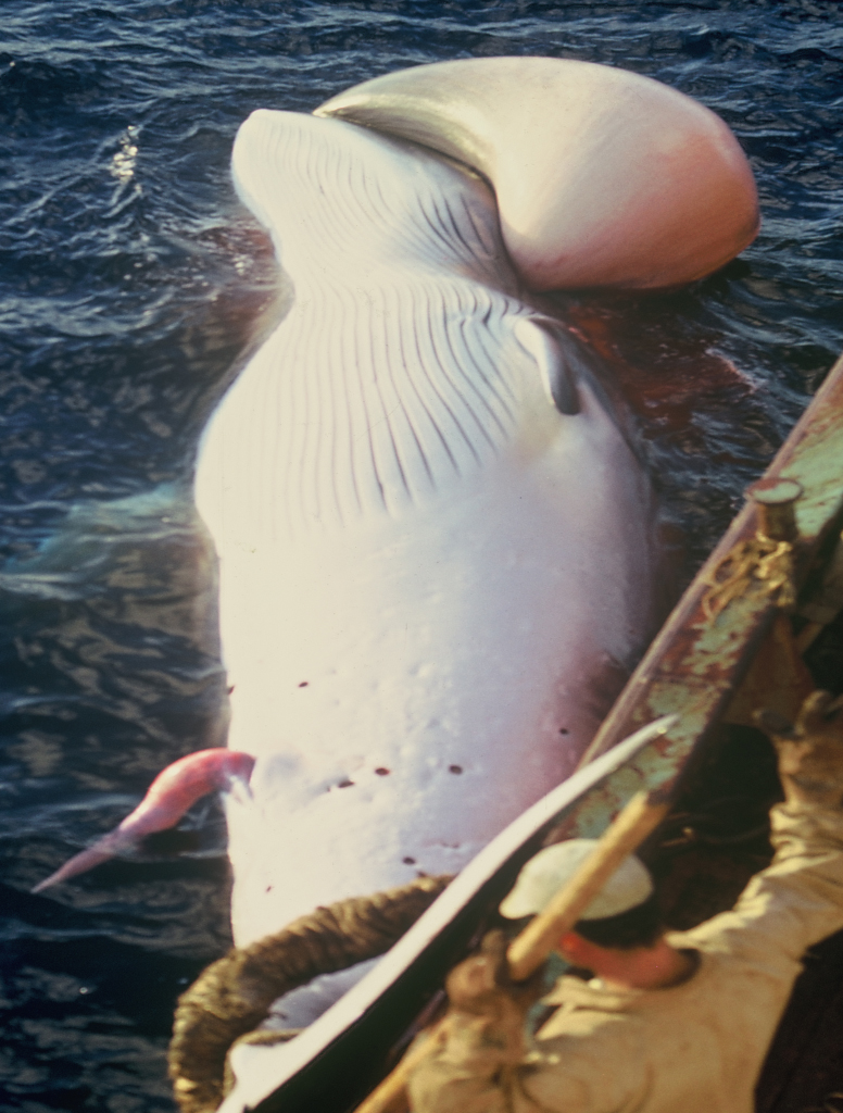 Chasse d'une baleine de Minke, petit rorqual à museau pointu par le baleinier Seiho-Maru fin 1970 au large de Cabédélo au NE du Brésil. Les baleines australes remontaient les côtes brésiliennes jusqu'au NE du Brésil pour s'y reproduire. Une station baleinière japonaise d'y était installé jusqu'en 1986 pour chasser les baleines et cachalots qui venaient se reproduire et mettre bas dans ces eaux chaudes proches de la côte. Les baleines une fois harponnées étaient saignées, gonflées d'air ce qui faisait ressortir la langue, le pénis et les fœtus, puis laissées à la dérive avec une radiobalise et récupérées en fin de journée. <a href='https://phototheque.enseigne.ac-lyon.fr/photossql/photos.php?RollID=images&FrameID=chasse_baleine3'>Vue 1</a> – Vue 2.