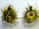 A gauche : fleur femelle de châtaigner (<em>Castanea sativa</em>, Fagacées), les stigmates sont bien visibles.  <br />A droite : coupe dans un jeune fruit. [10445 views]