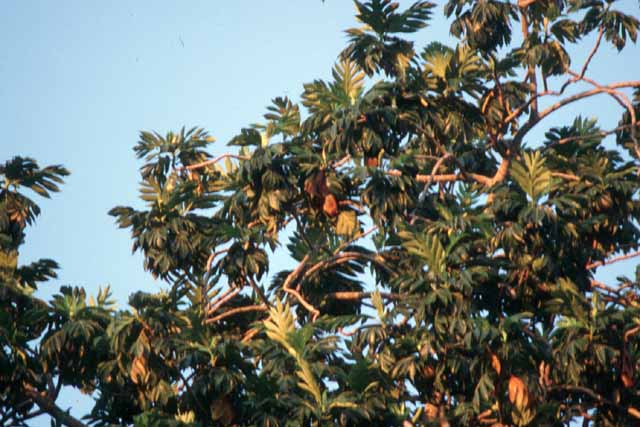 Le coucher des chauves-souris (<em>Pteropus seychellensis</em>) dans un arbre à pain à Mahé aux Seychelles. Suspendues comme des gros fruits orangés, la tête en bas elles s'installent pour passer la nuit dès 6 heures chaque soir.