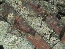 Deux filons de basalte dans les gabbros. [13764 views]