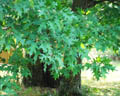 Feuilles du Chêne Rouge d'Amérique <em>Quercus Rubra</em>. Famille Fagacées. Ses feuilles présentent des lobes anguleux plus ou moins épineux, elles prennent une couleur rouge à l'automne. <a href='https://phototheque.enseigne.ac-lyon.fr/photossql/photos.php?RollID=images&FrameID=chene_amerique2'>Voir les glands</a>. [25737 views]