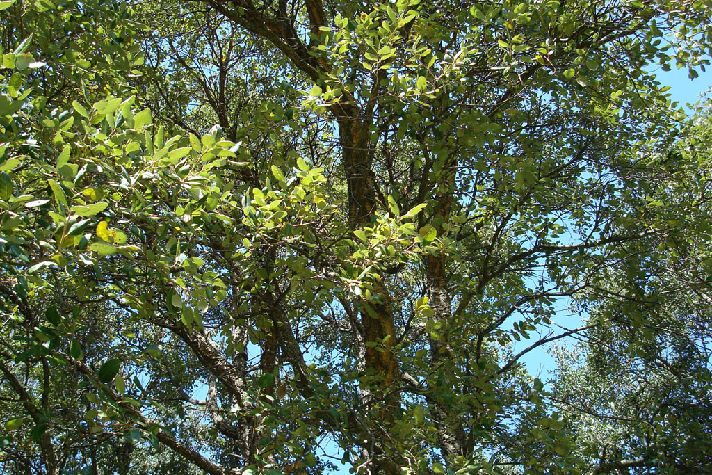 Le chêne-liège est un arbre à feuilles persistantes de la famille des fagacées dont on exploite l'<a href='https://phototheque.enseigne.ac-lyon.fr/photossql/photos.php?RollID=images&FrameID=chene_liege_ecorce'>écorce</a> qui fournit le liège.