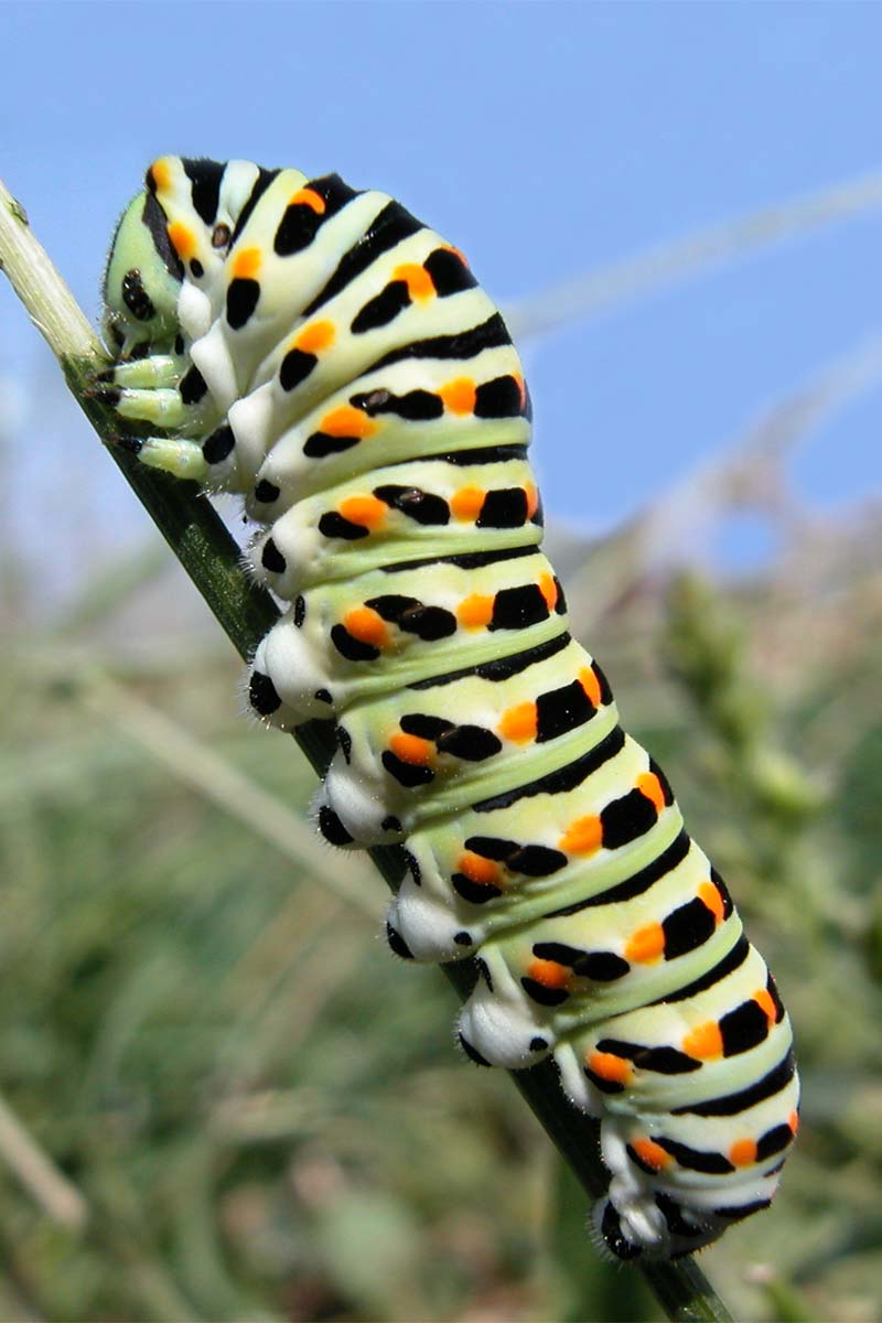La superbe larve du non moins superbe Machaon (ou grand Porte-queue - <em>Papilio machaon</em>). Vit surtout sur des Ombellifères (comme la carotte sauvage).