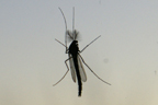 Chironome. Les chironomidés sont des insectes de petite taille qui ressemblent beaucoup aux moustiques. On peut les distinguer de ces derniers par leur couleur verdâtre, l'absence de pièces buccales allongées (organe piqueur chez la femelle moustique) et des antennes en forme de plumeau chez le mâle.

 [3073 views]