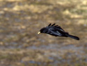 Le Chocard à bec jaune (<em>Pyrrhocorax graculus</em>) est un Corvidé (Corbeaux) de montagne. Il se distingue du Crave (à bec rouge) par la couleur de son bec. La Corneille commune (<em>Corvus corone</em>) est elle, entièrement noire.  <br />Classification : 	Tétrapodes / Amniotes / Sauropsides / Diapsides / Archosauriens / Oiseaux / Passériformes [24147 views]