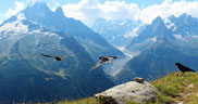 Le chocard à bec jaune : <em>Pyrrhocorax graculus</em> appartient à la famille des Corvidés. Cet oiseau fréquente les pâturages de haute montagne avec falaises et ravins rocheux. Ils sont photographiés ici près du lac Blanc en Haute-Savoie (2352m).
En arrière plan la mer de glace nous montre son nouvel aspect bien gris !  [2724 views]