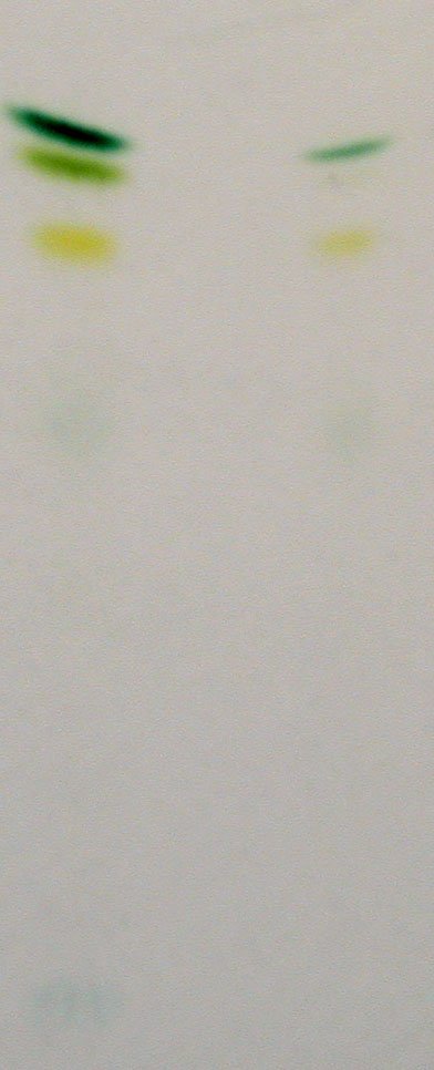 Chromatographie sur couche mince de germination de blé à la lumière (à gauche) et à l'obscurité (à droite : absence de la chlorophylle b).