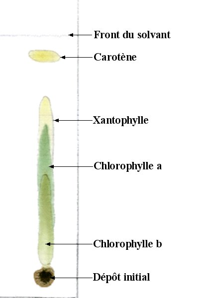 Chromatographie de pigments de feuille d'ortie.