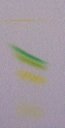 Chromatographie sur couche mince des pigments photosynthétiques du poivron vert. De haut en bas : carotènes, chlorophylle a, chlorophylle b, puis deux xanthophylles (lutéine pour le premier, ? pour l'autre). [31572 views]