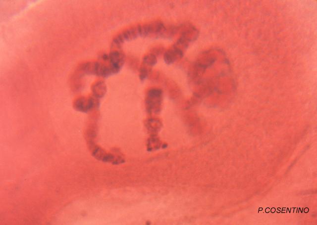 Chromosomes géants (polytènes) observés dans les glandes salivaires de  Chironomes. Coloration de Feulgen.