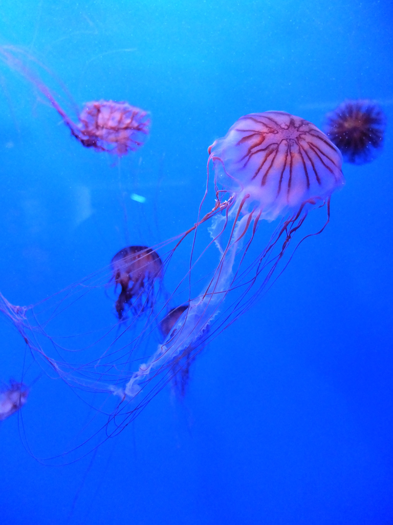 Méduse striée du pacifique (<em>Chrysaora melanaster</em>). L'ombrelle peut mesurer jusqu'à 60 cm et les tentacules jusqu'à 3 mètres.