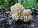 Les clavaires sont des champignons qui ressemblent à un corail ou à un petit arbuste. Espèce supposée : clavaire jolie ou clavaire élégante (<em>Ramaria formosa</em>). Tronc épais, court, blanc, puis rosé, divisé en nombreux rameaux dressés, l'ensemble atteignant 15 cm de hauteur. [7029 views]
