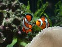 Poisson clown (Amphiprion) et anémone de mer, aquarium d'Antibes. [58422 views]