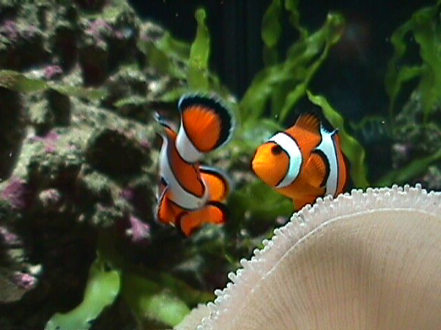 Poisson clown (Amphiprion) et anémone de mer, aquarium d'Antibes.