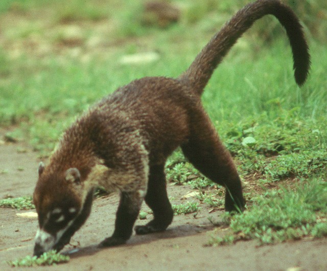 Coati : mammifère omnivore vivant dans les forêts tropicales d'Amérique centrale.