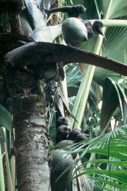 Un pied femelle de coco de mer (<em>Lodoicea maldivica</em>) surnommé aussi "coco fesse" est un palmier endémique de l'île de Praslin (ici dans la "vallée de Mai" classée patrimoine mondial de l'UNESCO) et de celle de Curieuse.