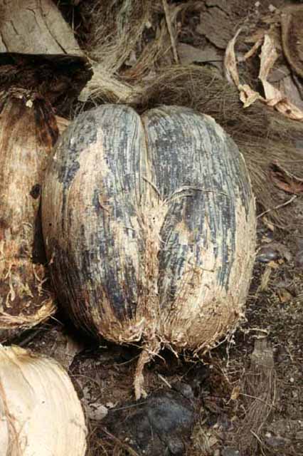 La double noix de coco a valu son nom de "coco fesse" à ce palmier (<em>Lodoicea maldivica</em>). C'est la plus grosse graine du règne végétal. Dans la "vallée de Mai", île de Praslin aux Seychelles.