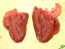 Dissection du coeur de dinde, coupe longitudinale. [31106 views]