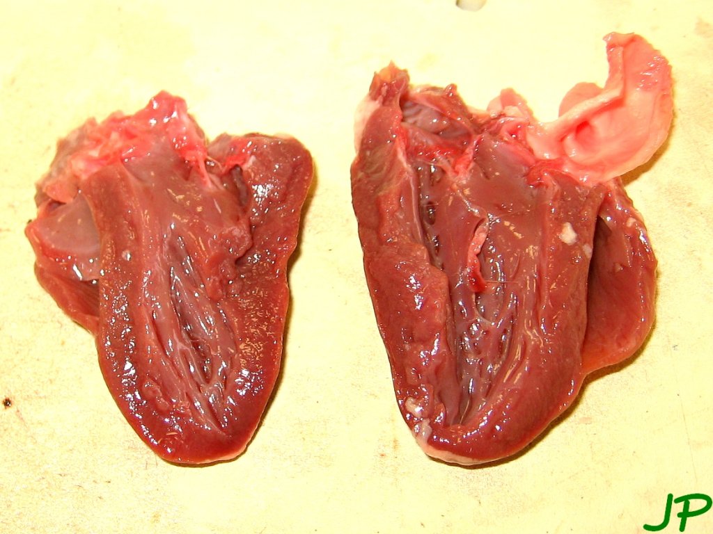 Dissection du coeur de dinde, coupe longitudinale.