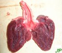 Dissection du coeur de dinde, coupe longitudinale ; remarquer la continuité entre le ventricule gauche et l'artère aorte. [181812 views]
