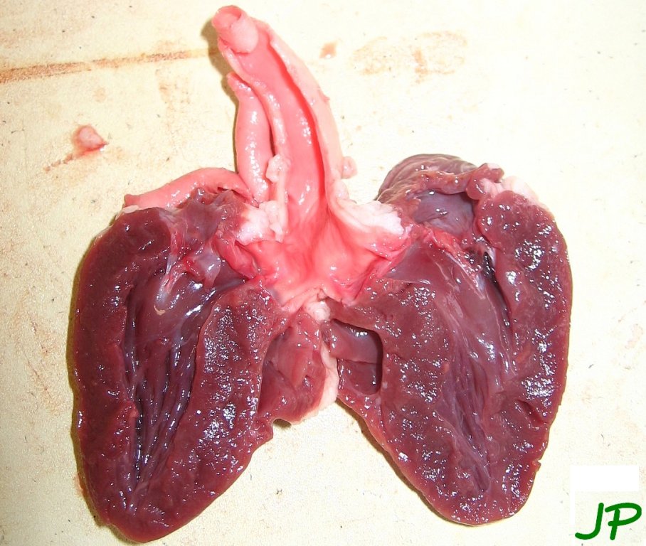 Dissection du coeur de dinde, coupe longitudinale ; remarquer la continuité entre le ventricule gauche et l'artère aorte.