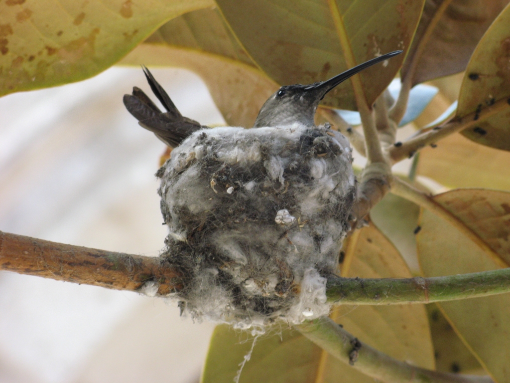 Colibri dans son nid, famille des Trochilidés.