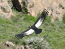 Condor des Andes. <em>Vultur gryphus</em> Ciconiiformes Cathartidés. C'est le plus grand oiseau pouvant voler, son envergure peut dépasser 3 m.  Le condor est un charognard.   Nous avons ici une femelle car la tête ne porte pas de crête et la couleur blanche du dessus des ailes indique qu'il s'agit d'un oiseau adulte. [31530 views]