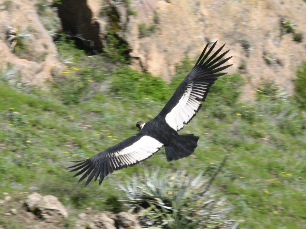 Condor des Andes. <em>Vultur gryphus</em> Ciconiiformes Cathartidés. C'est le plus grand oiseau pouvant voler, son envergure peut dépasser 3 m.  Le condor est un charognard.   Nous avons ici une femelle car la tête ne porte pas de crête et la couleur blanche du dessus des ailes indique qu'il s'agit d'un oiseau adulte.