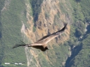 Condor des Andes. <em>Vultur gryphus</em> Ciconiiformes Cathartidés. C'est le plus grand oiseau pouvant voler, son envergure peut dépasser 3 m.  Le condor est un charognard. Nous avons ici un individu immature car la couleur du plumage est marron. L'adulte est noir et blanc. [5997 views]