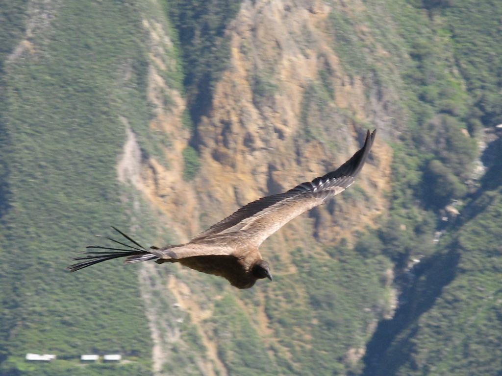 Condor des Andes. <em>Vultur gryphus</em> Ciconiiformes Cathartidés. C'est le plus grand oiseau pouvant voler, son envergure peut dépasser 3 m.  Le condor est un charognard. Nous avons ici un individu immature car la couleur du plumage est marron. L'adulte est noir et blanc.