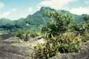 Un des sommets granitique de l'île de Mahé (Seychelles) : le mont Copolia 900m. Au premier plan, des Nepenthes pervillei, plantes carnivores endémiques de cette île. Elles insinuent leurs racines  dans les diaclases du massif granitique. Au deuxième plan le point culminant de l'île le Morne  Seychellois. [29767 views]