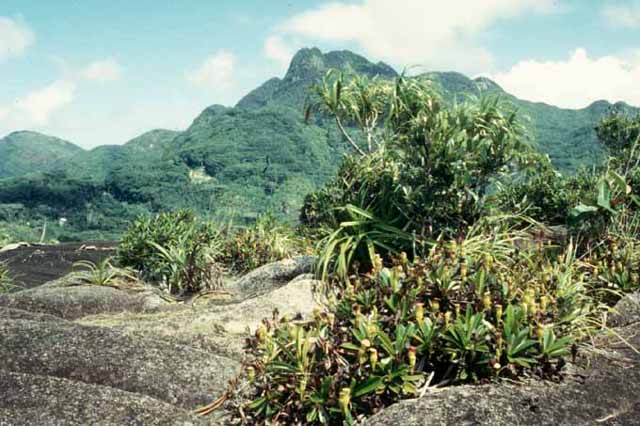 Un des sommets granitique de l'île de Mahé (Seychelles) : le mont Copolia 900m. Au premier plan, des Nepenthes pervillei, plantes carnivores endémiques de cette île. Elles insinuent leurs racines  dans les diaclases du massif granitique. Au deuxième plan le point culminant de l'île le Morne  Seychellois.