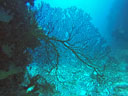 Les coraux (Cnidaires) sont généralement des animaux coloniaux même s'il existe des coraux solitaires. L'unité de base est le polype, une petite amphore dont l'unique ouverture, la bouche, est entourée de tentacules. Les polypes dérivent les uns des autres et restent liés entre eux : ils peuvent échanger nutriments et informations. Ils constituent une colonie qui élabore un exosquelette calcaire sur lequel elle repose, et participent ainsi à la construction d'un récif corallien. La structure arborescente créée par les coraux s'appelle « polypier ». [22314 views]