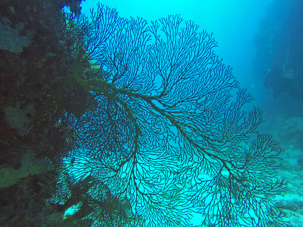 Les coraux (Cnidaires) sont généralement des animaux coloniaux même s'il existe des coraux solitaires. L'unité de base est le polype, une petite amphore dont l'unique ouverture, la bouche, est entourée de tentacules. Les polypes dérivent les uns des autres et restent liés entre eux : ils peuvent échanger nutriments et informations. Ils constituent une colonie qui élabore un exosquelette calcaire sur lequel elle repose, et participent ainsi à la construction d'un récif corallien. La structure arborescente créée par les coraux s'appelle « polypier ».