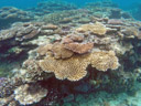 Les coraux (Cnidaires) sont généralement des animaux coloniaux même s'il existe des coraux solitaires. L'unité de base est le polype, une petite amphore dont l'unique ouverture, la bouche, est entourée de tentacules. Les polypes dérivent les uns des autres et restent liés entre eux : ils peuvent échanger nutriments et informations. Ils constituent une colonie qui élabore un exosquelette calcaire sur lequel elle repose, et participent ainsi à la construction d'un récif corallien. La structure arborescente créée par les coraux s'appelle « polypier ». [6167 views]