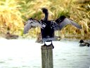 Grand cormoran (Pélécaniformes, Phalacrocoracidae, <em>Phalacrocorax carbo</em>) : posés, les grands cormorans ont une attitude typique, ailes ouvertes, cou dressé et bec relevé. [6055 views]