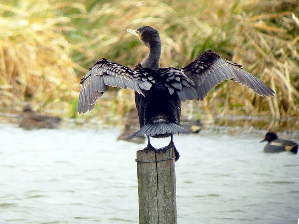 Grand cormoran (Pélécaniformes, Phalacrocoracidae, <em>Phalacrocorax carbo</em>) : posés, les grands cormorans ont une attitude typique, ailes ouvertes, cou dressé et bec relevé.